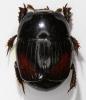Atholus bimaculatus